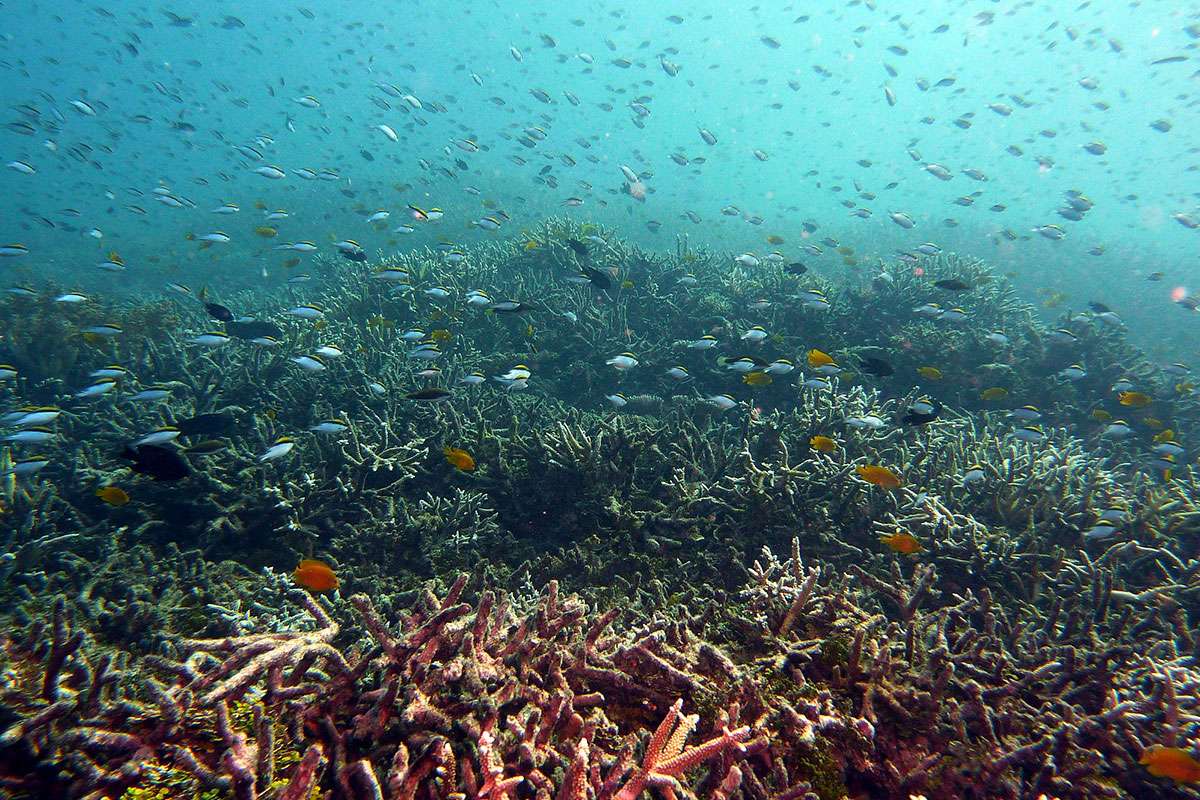 coral reef near the island
