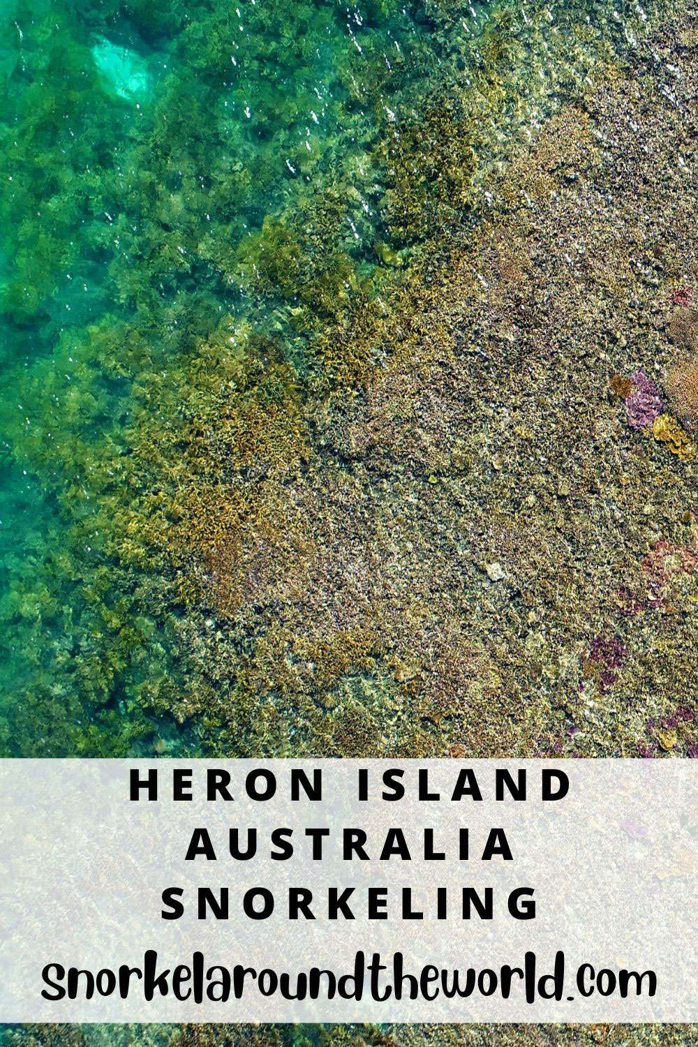 Heron Island snorkeling - Pin