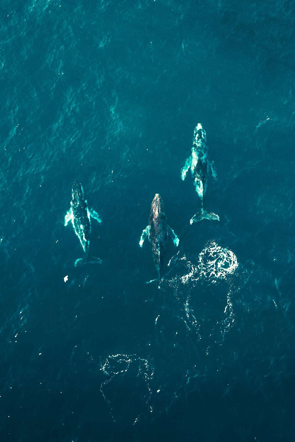 migrating whales in Australia