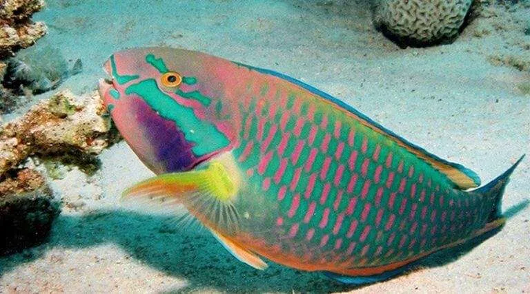 Parrotfish eating corals
