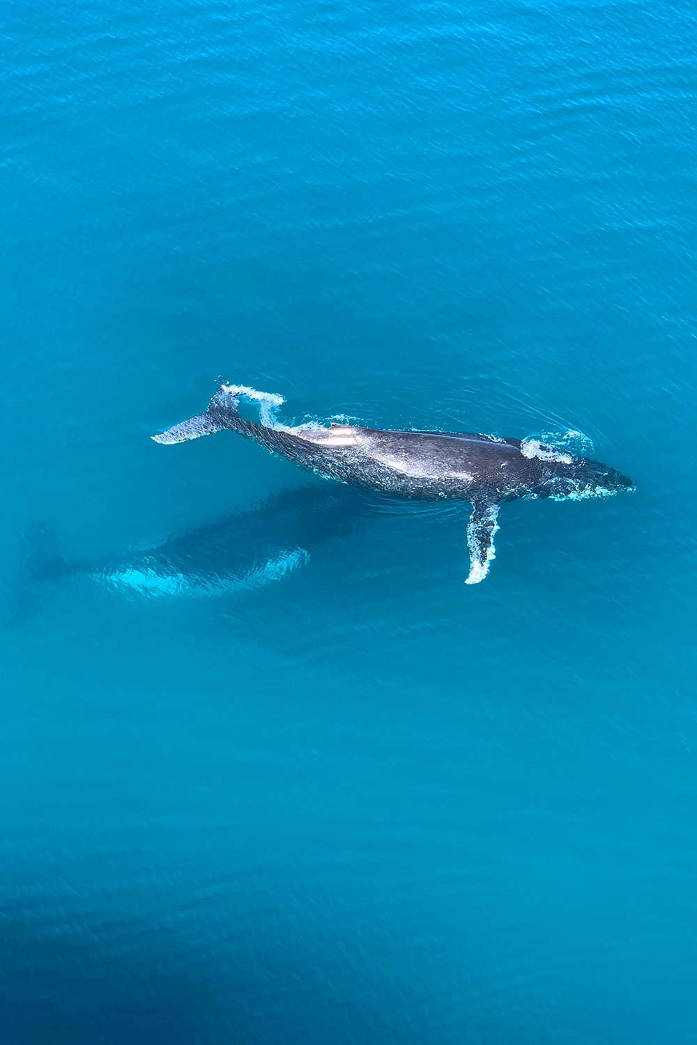 two humpback whales in Australia