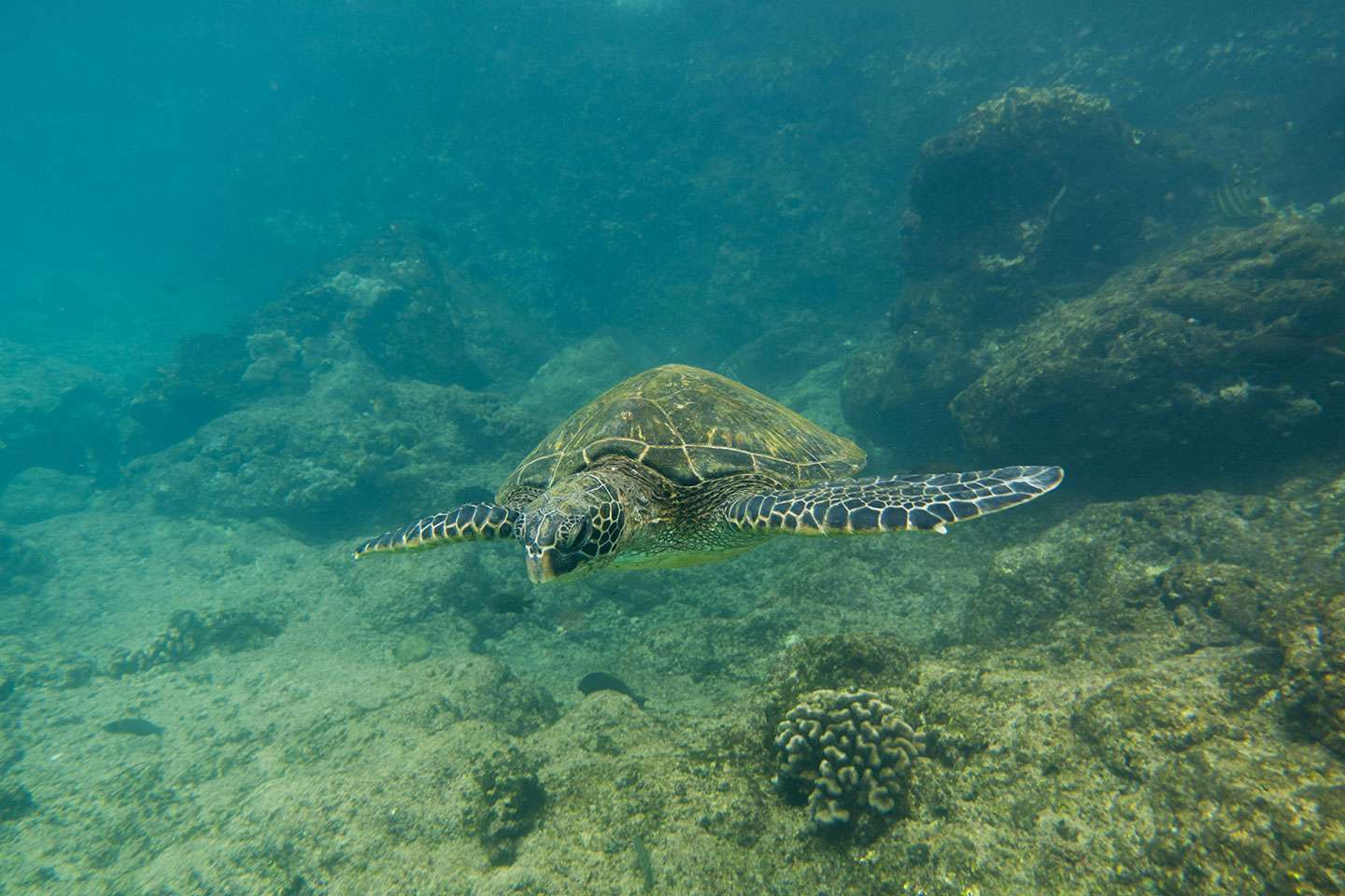 green sea turtle at Black Rock Beach in Kaanapali