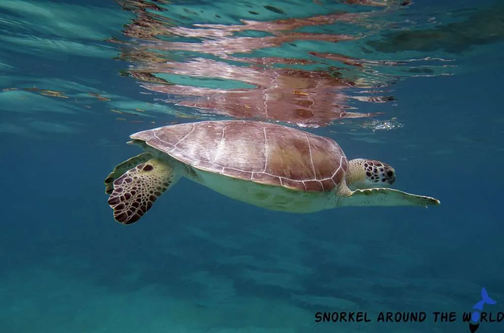 Turtle in Mexico