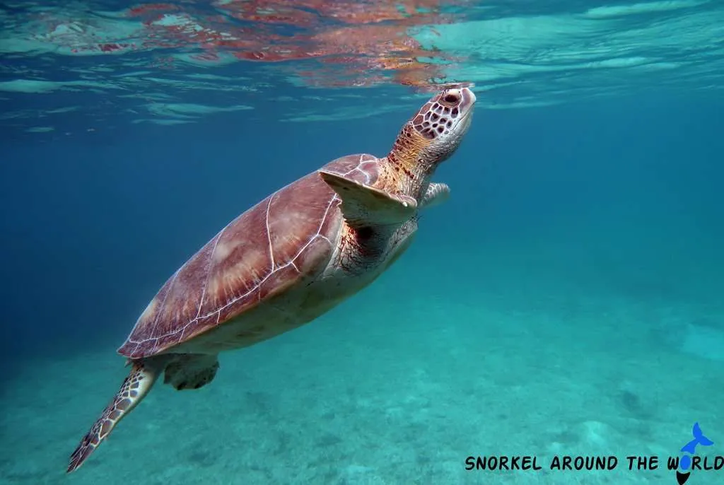 Sea turtle in Akumal