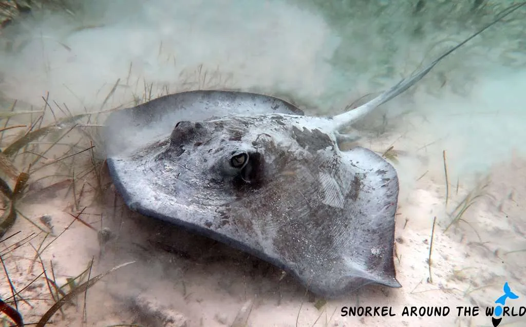 Stingray in the shallow water