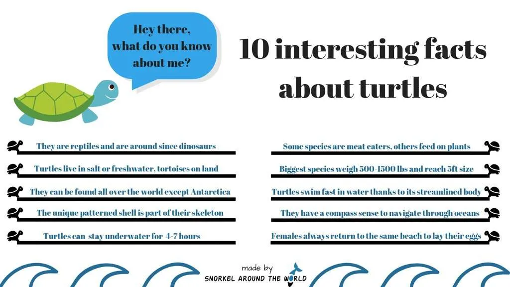 10 Turtle facts what you have to know 10 Turtle facts what you have to know