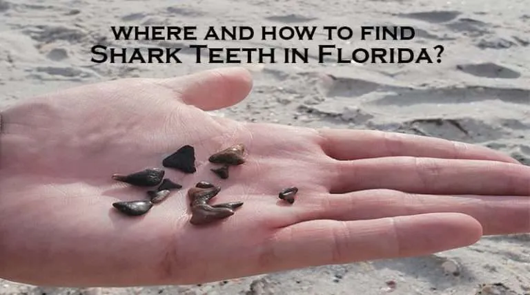 Shark teeth in hand