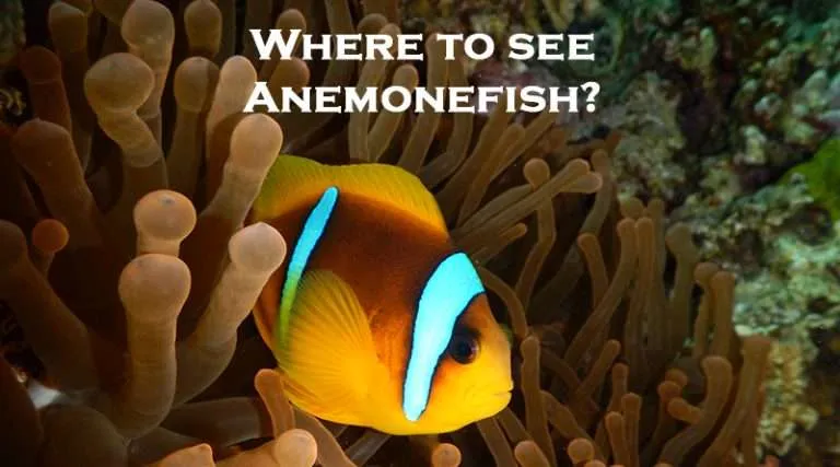 Where can you see clownfish (Nemo) while snorkeling