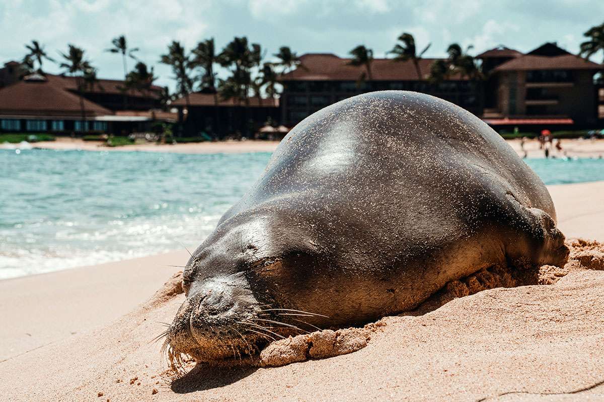 Hawaii monk seal lying on the sand