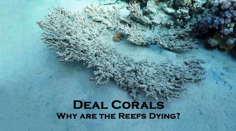 Dead coral