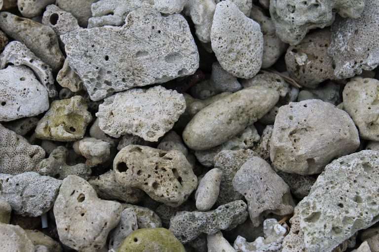 Dead Coral What is coral bleaching, why it happens