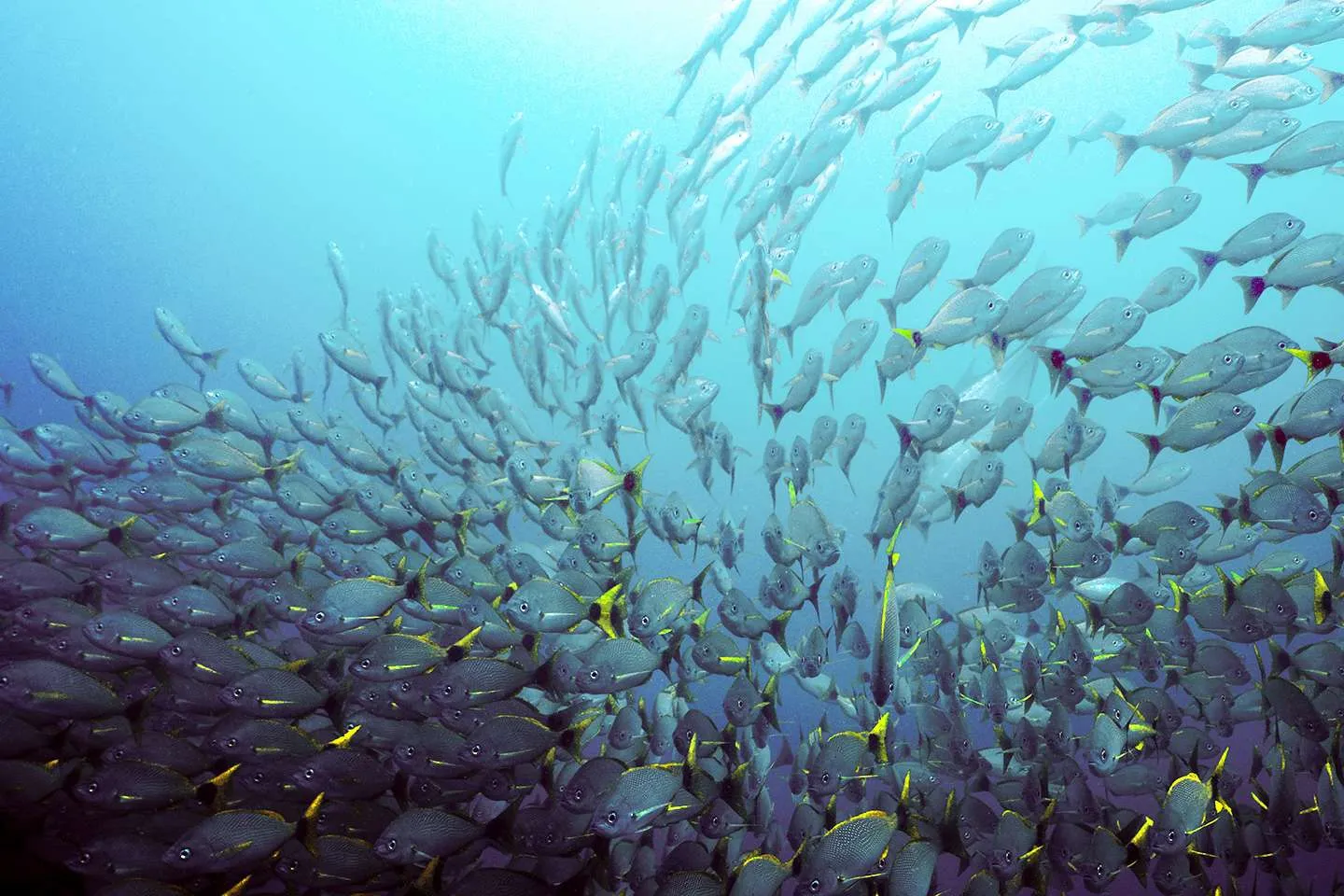 Ball of fish in the Pacific Ocean