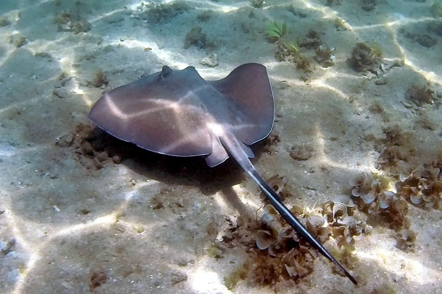 stingray spotted while snorkeling in Costa Rica