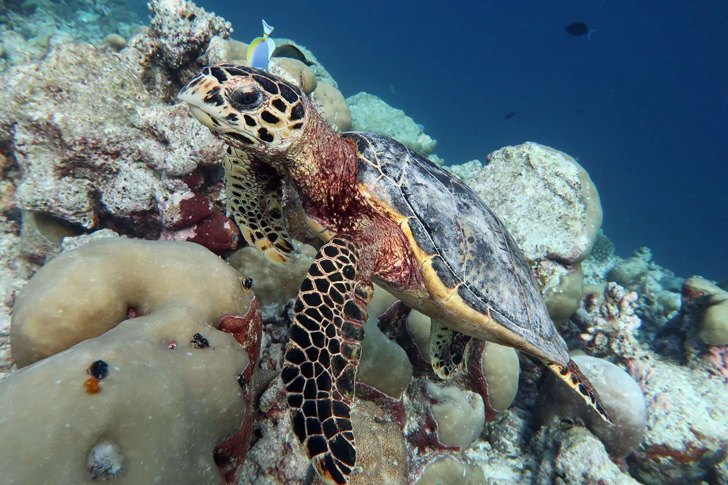 turtle in the Maldives