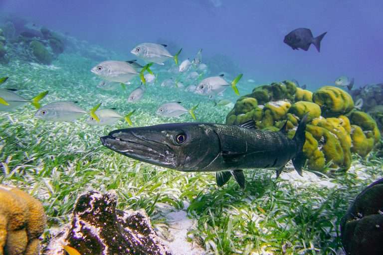 Snorkeling in Belize - These Are The Top 15 Spots To Visit