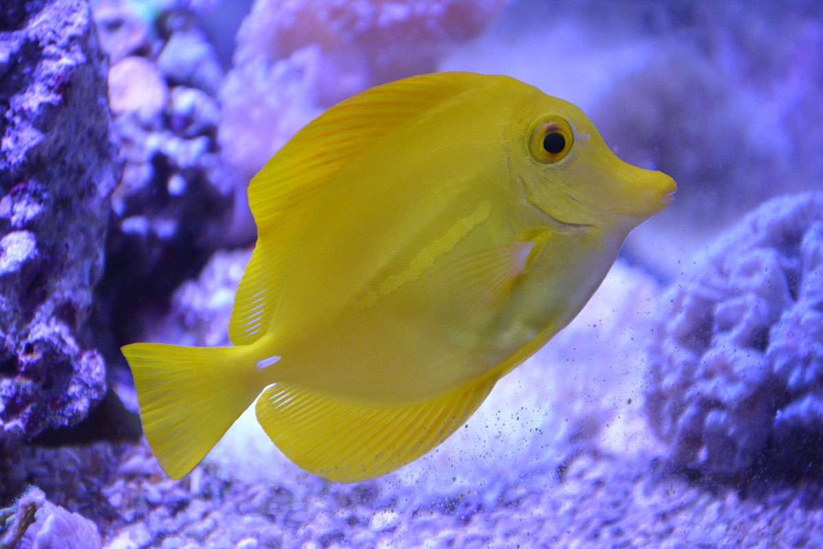 fish yellow tang