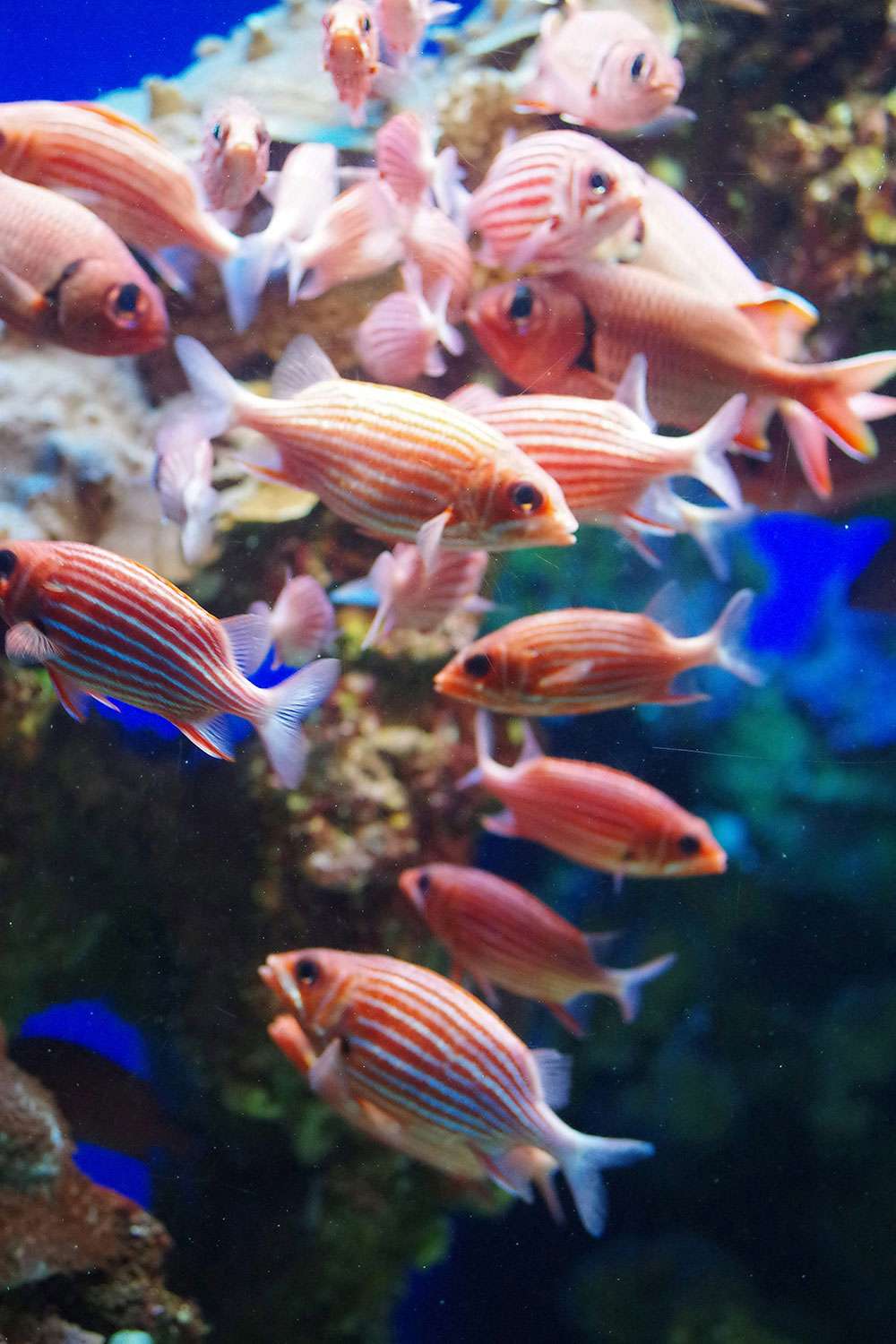 group of squirrelfish