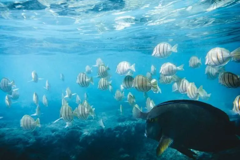 fish species in the sea in Hawaii