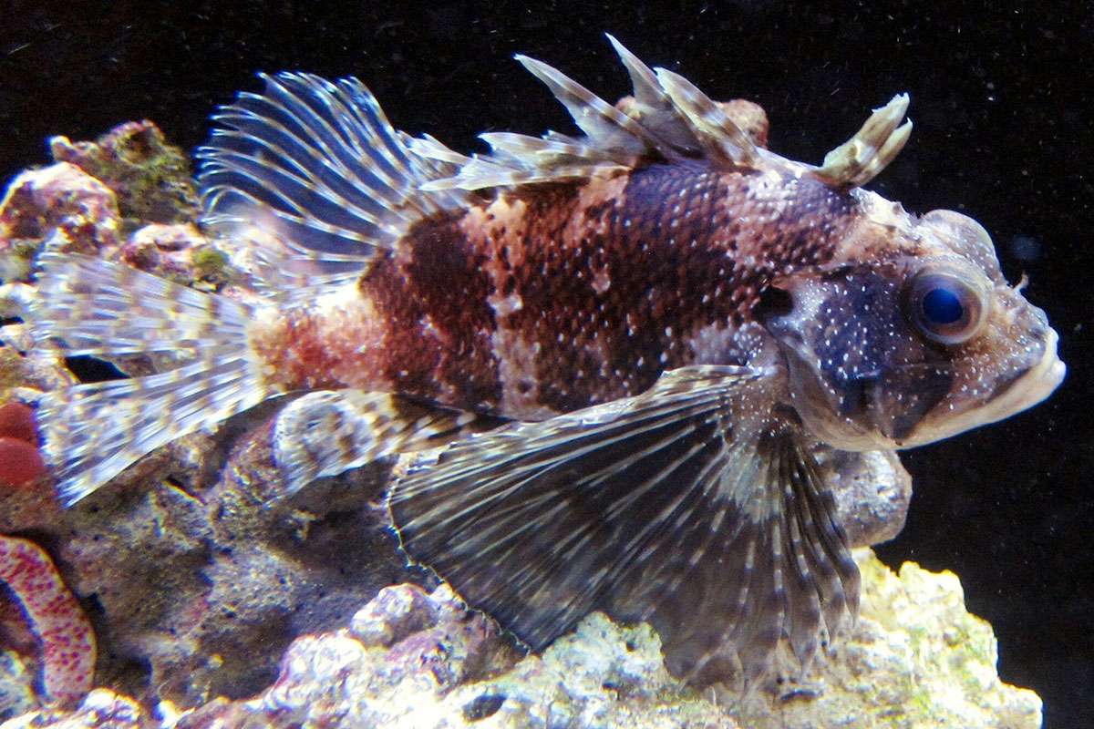 Hawaiian lionfish