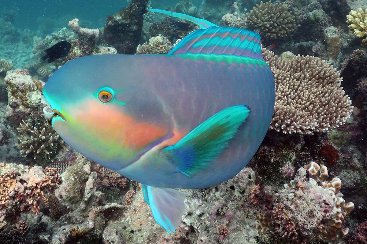 parrotfish swimming over corals