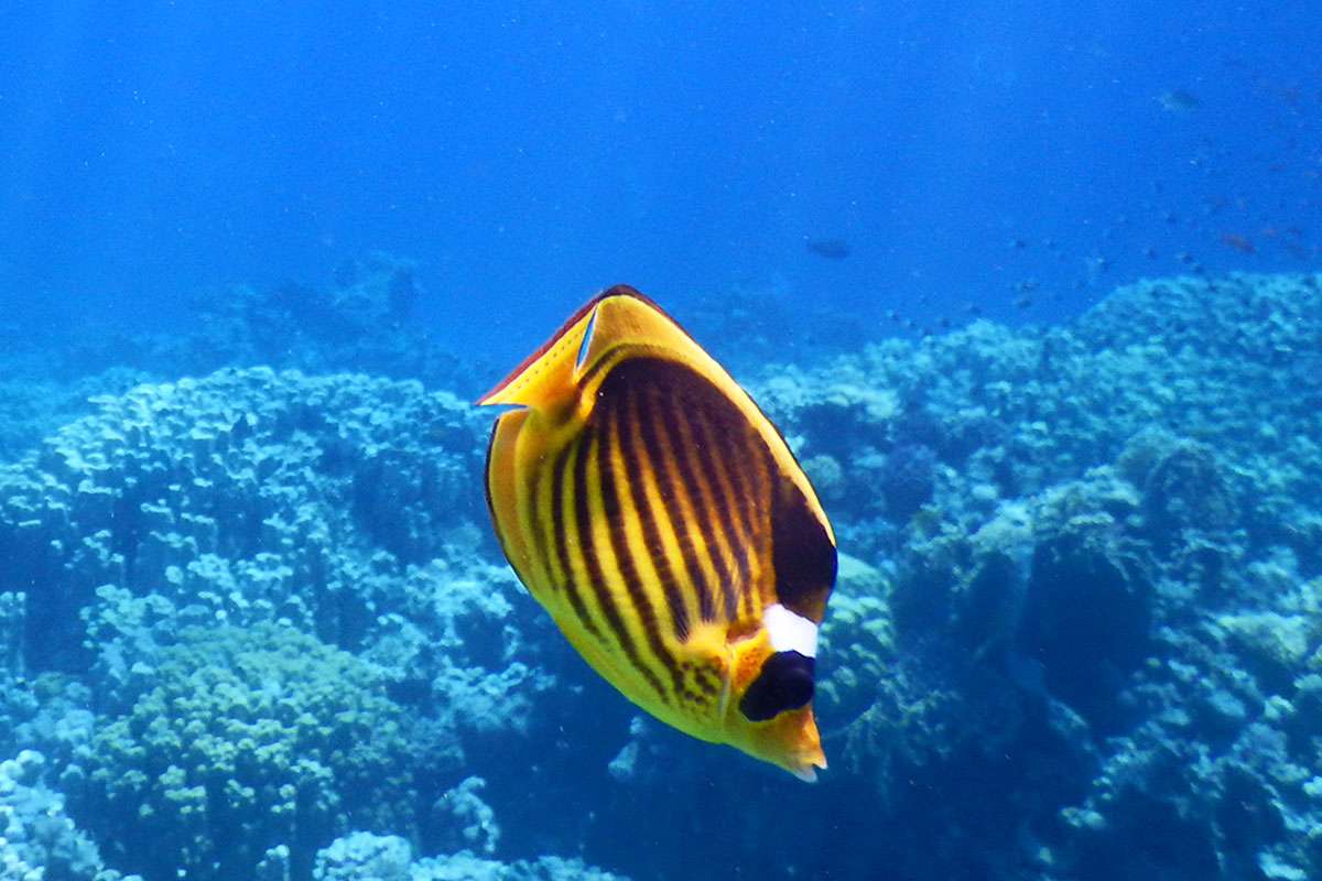 raccoon butterflyfish over coral reef