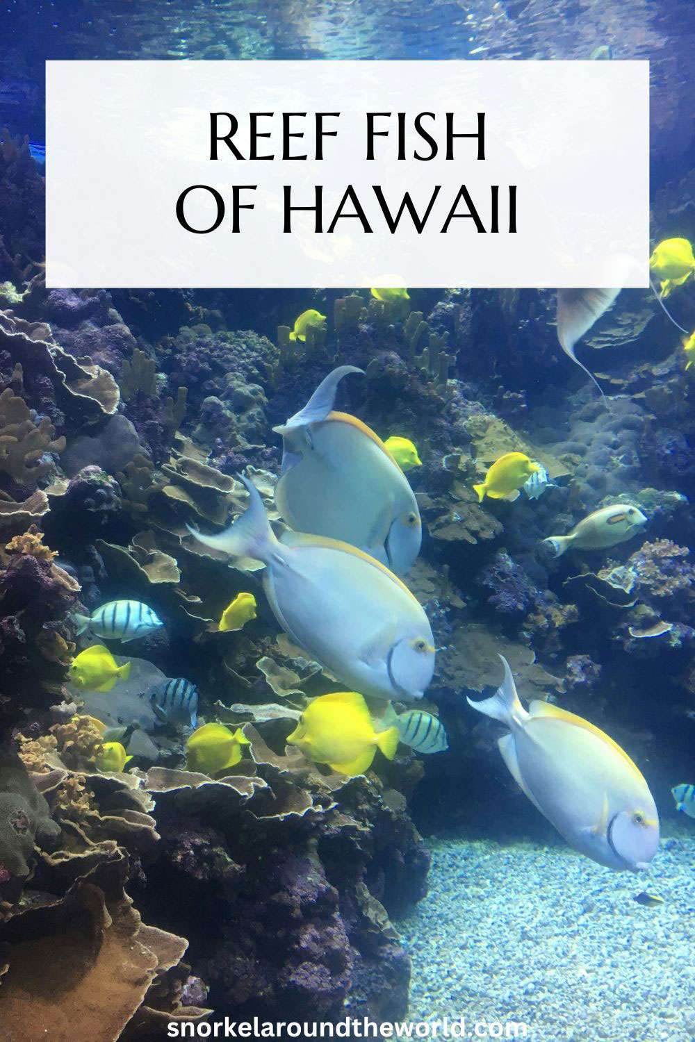 reef fish of Hawaii - pin