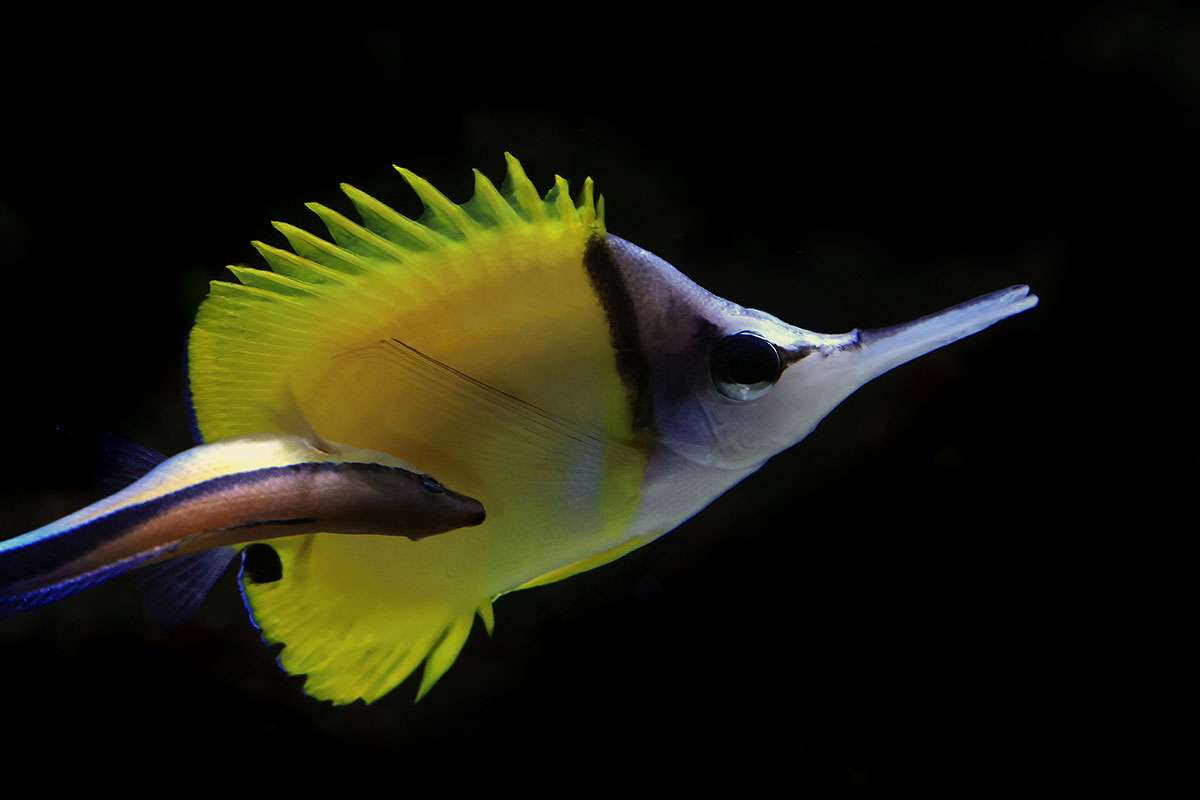 yellow longnose butterflyfish