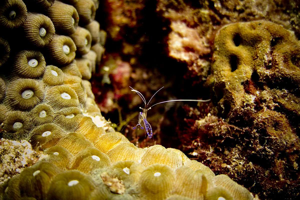 cleaner shrimp on coral in St Croix