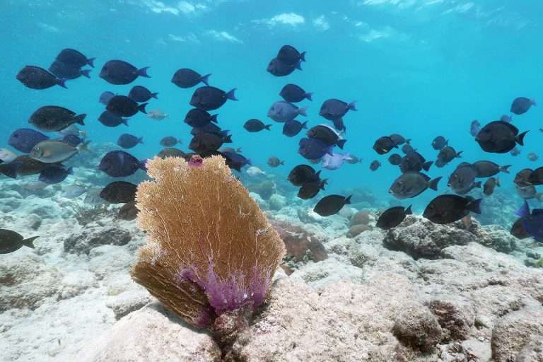 Where To Go Snorkeling in Anguilla