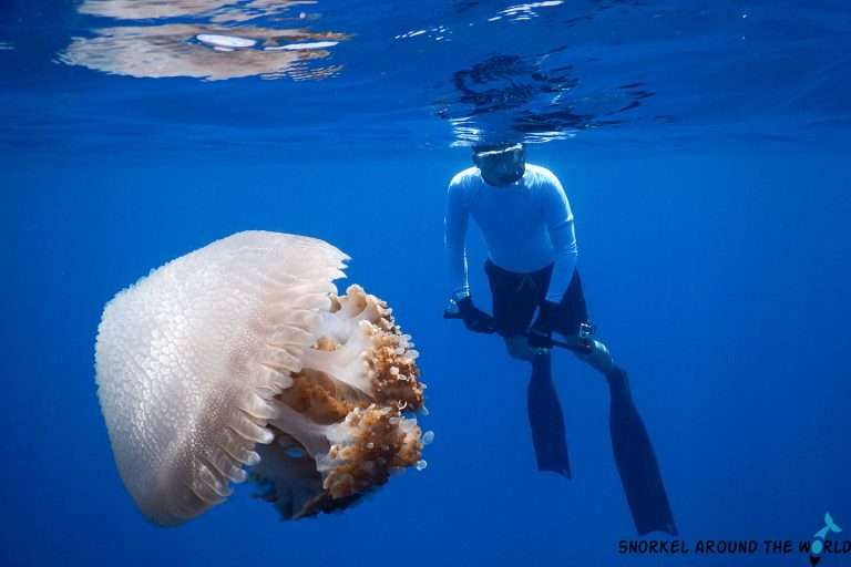 Jellyfish Stings Symptoms, Treatment & Tips To Avoid Getting Stung