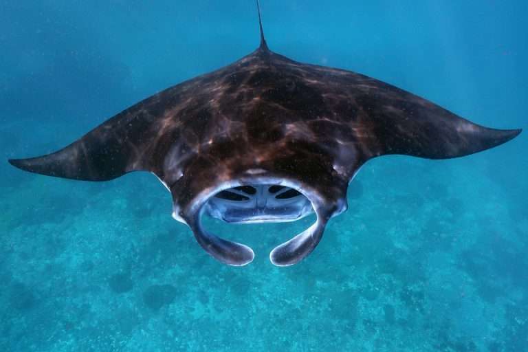 Manta Snorkeling Nusa Penida Complete Guide With Tours