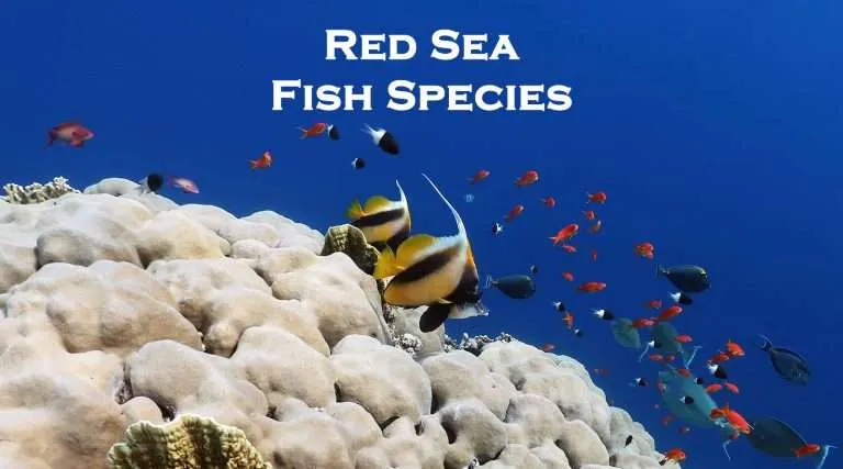 Red Sea fish species
