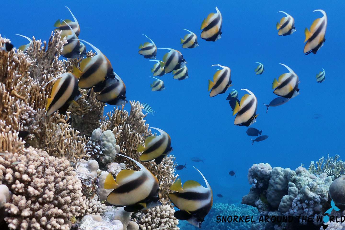 Red Sea Fish Guide With Photos Most Common Species To See