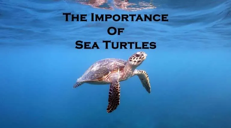 Why are sea turtles important
