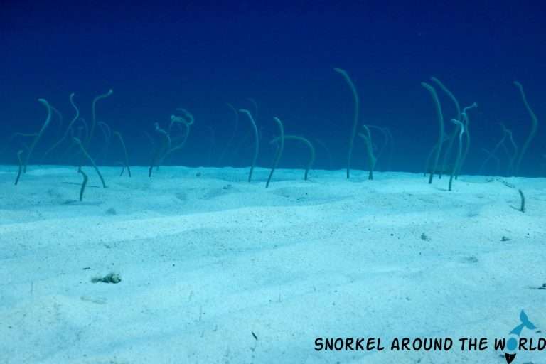 18 Maldivian fish names and photos you can see while snorkeling