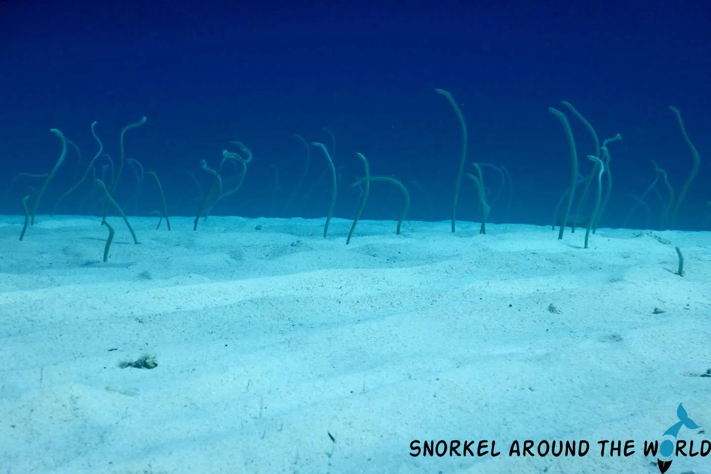 18 Maldivian fish names and photos you can see while snorkeling