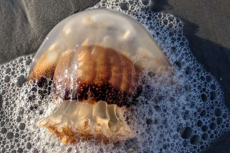 Jellyfish in Florida Keys What Types Are Common/Dangerous