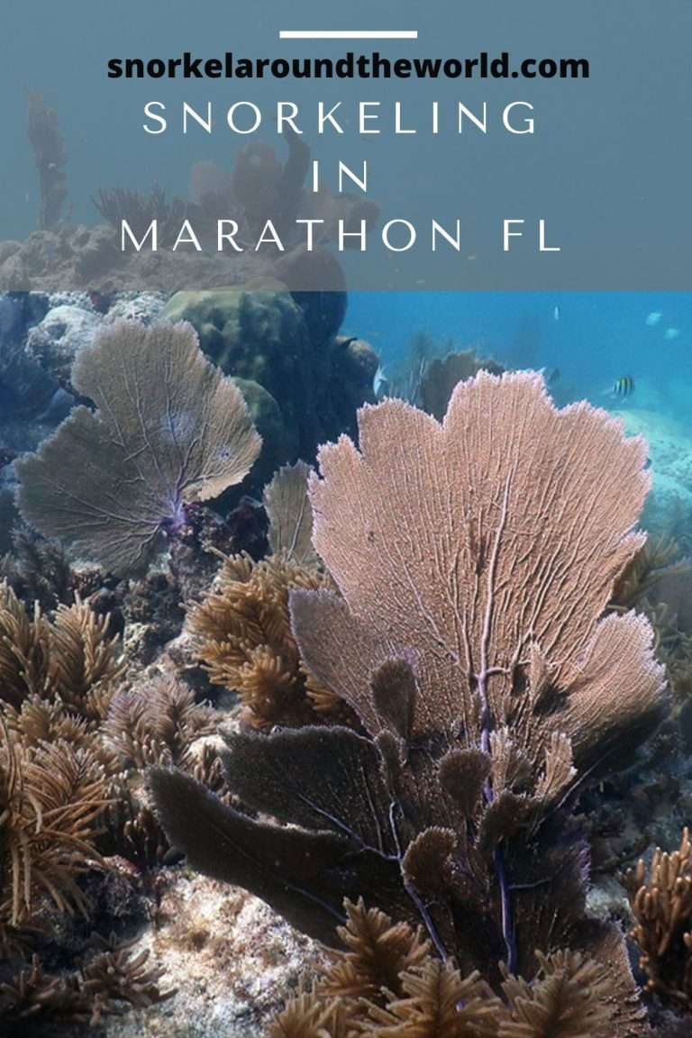 Snorkeling in Marathon Florida Guide To The Best Spots