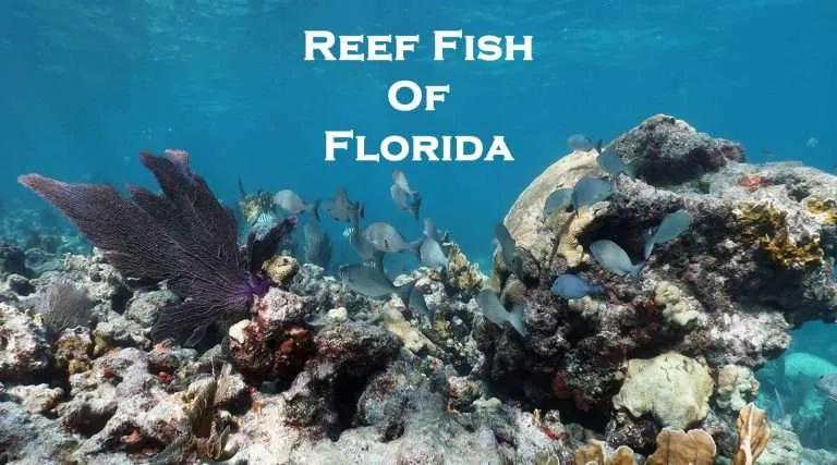 Florida reef fish identification