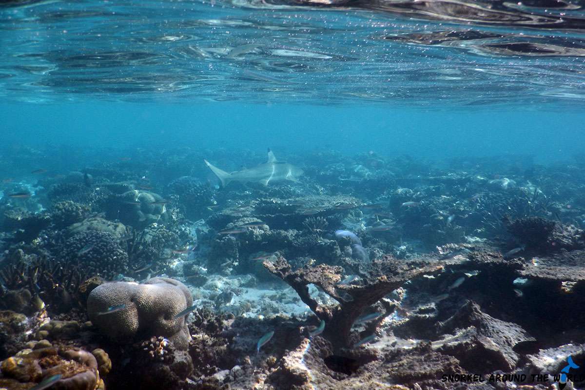 adult blacktip reef shark swimming over corals