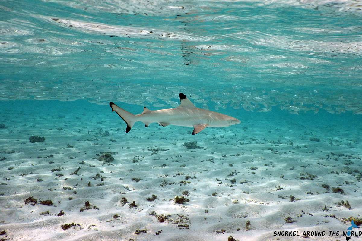 Blacktip reef shark swimming in shallow water at Biyadhoo Island