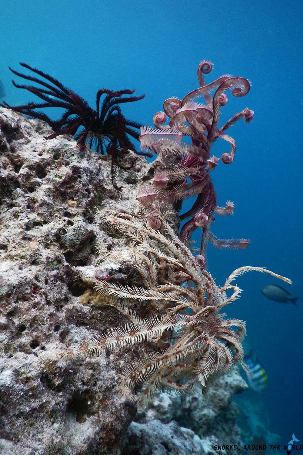 common Feather Stars