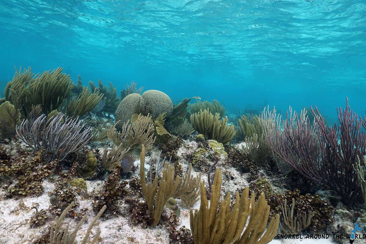 coral reef in Grand Cayman