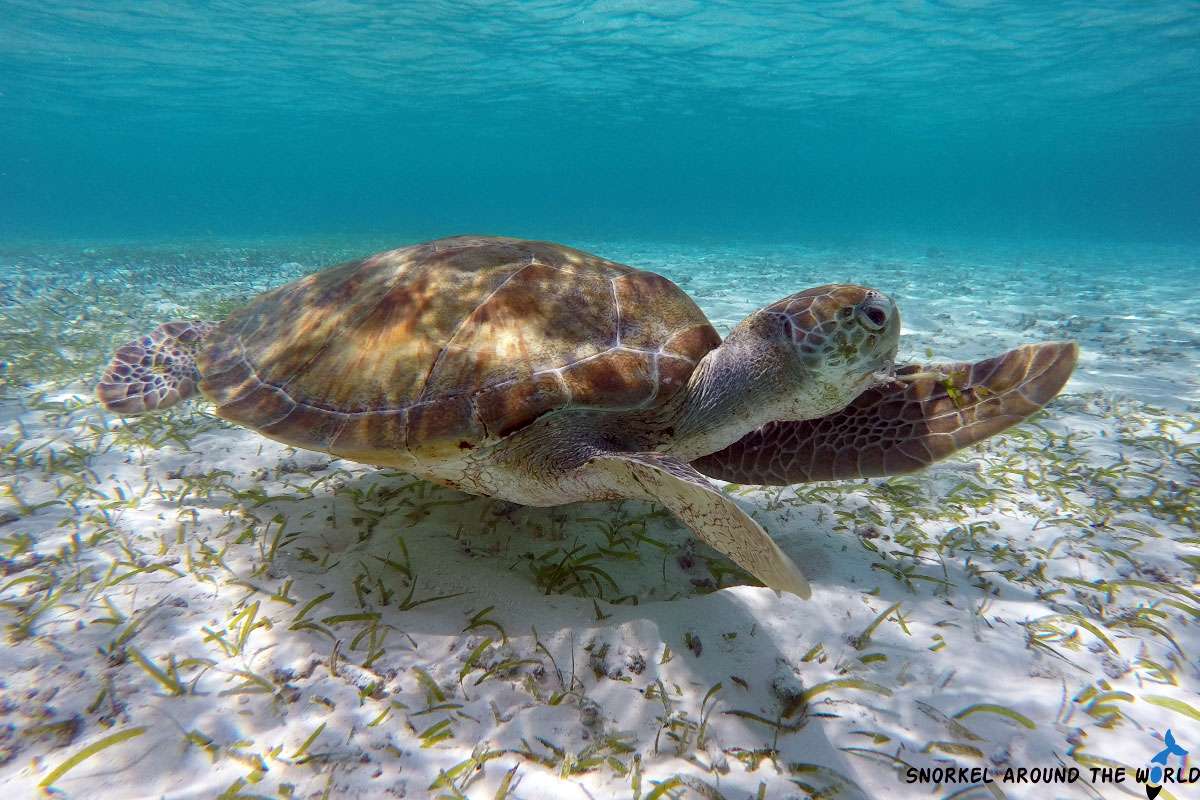 Green sea turtle eating seagrass in shallow lagoon