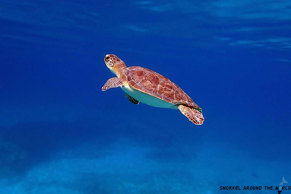 Green sea turtle in Cyprus