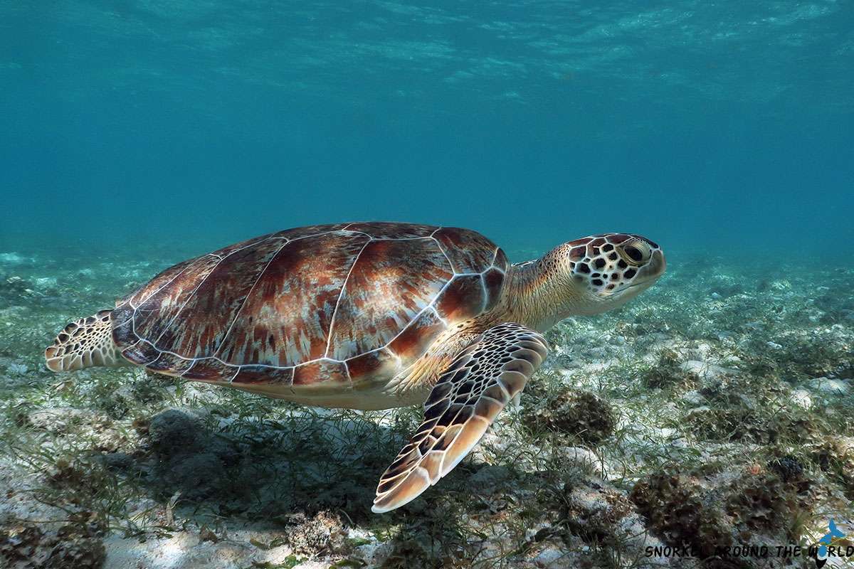 Green sea turtle - Grand Cayman Spotts Public Beach
