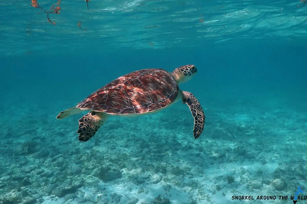 green turtle swimming in the Ocean