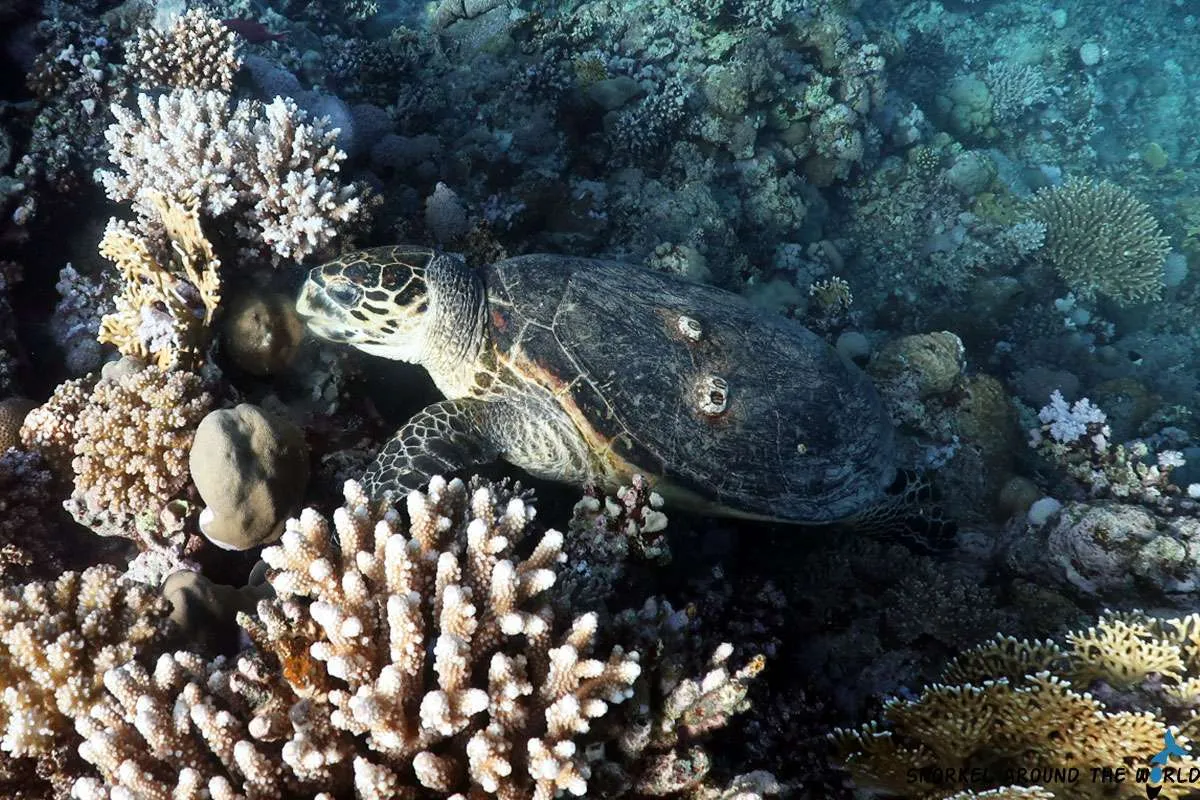Hawksbill sea turtle is eating coral