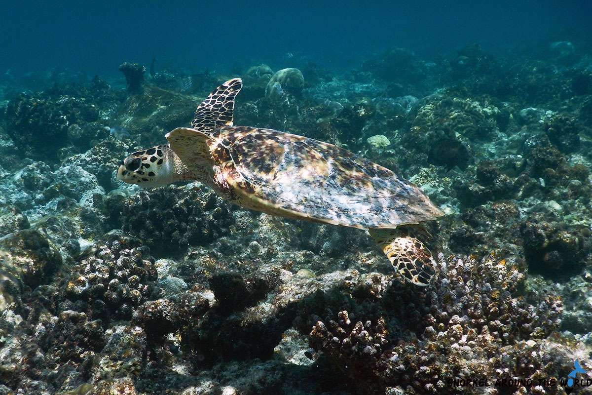 Hawksbill sea turtle swimming over dying coral reef