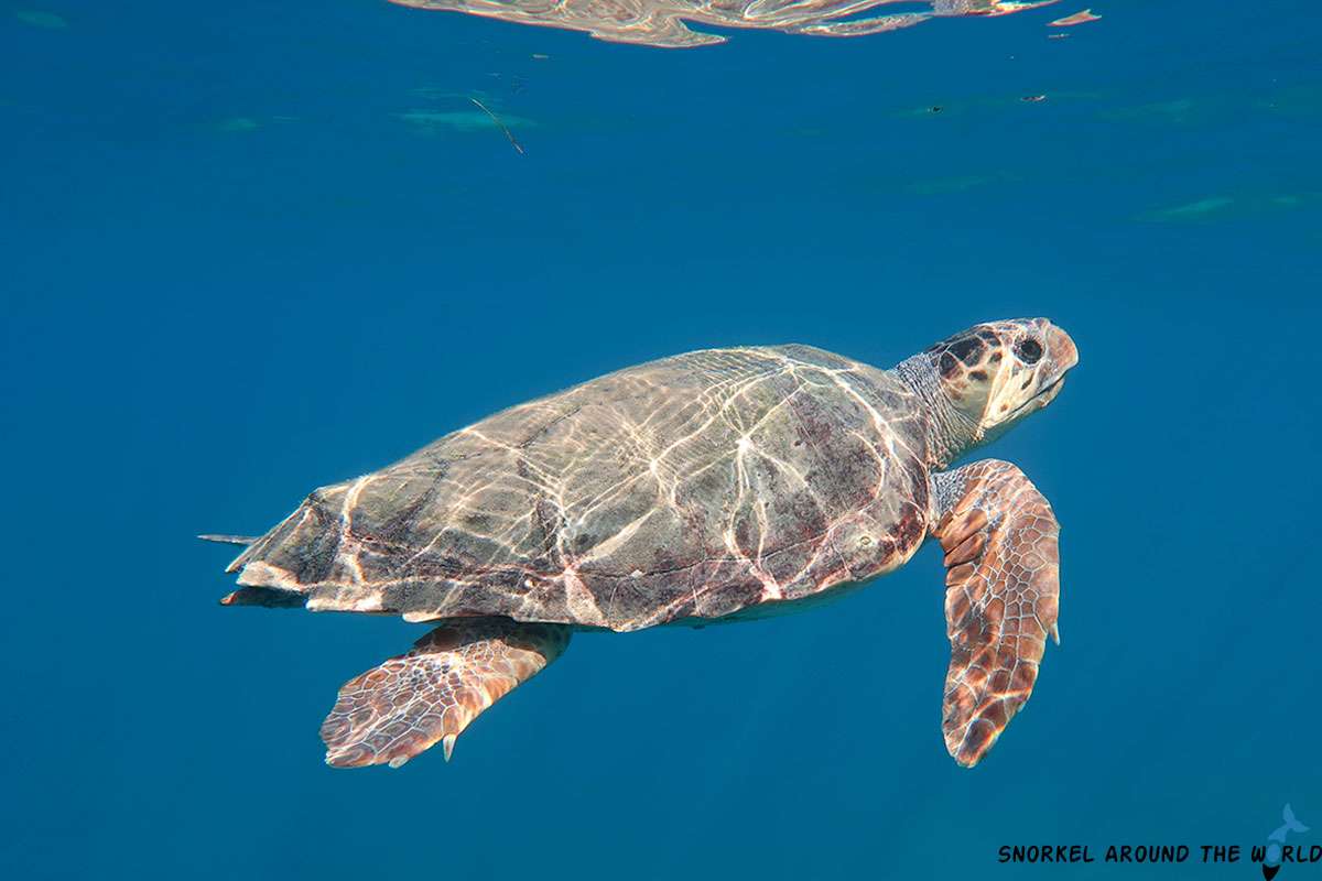 Loggerhead sea turtle in Zakynthos